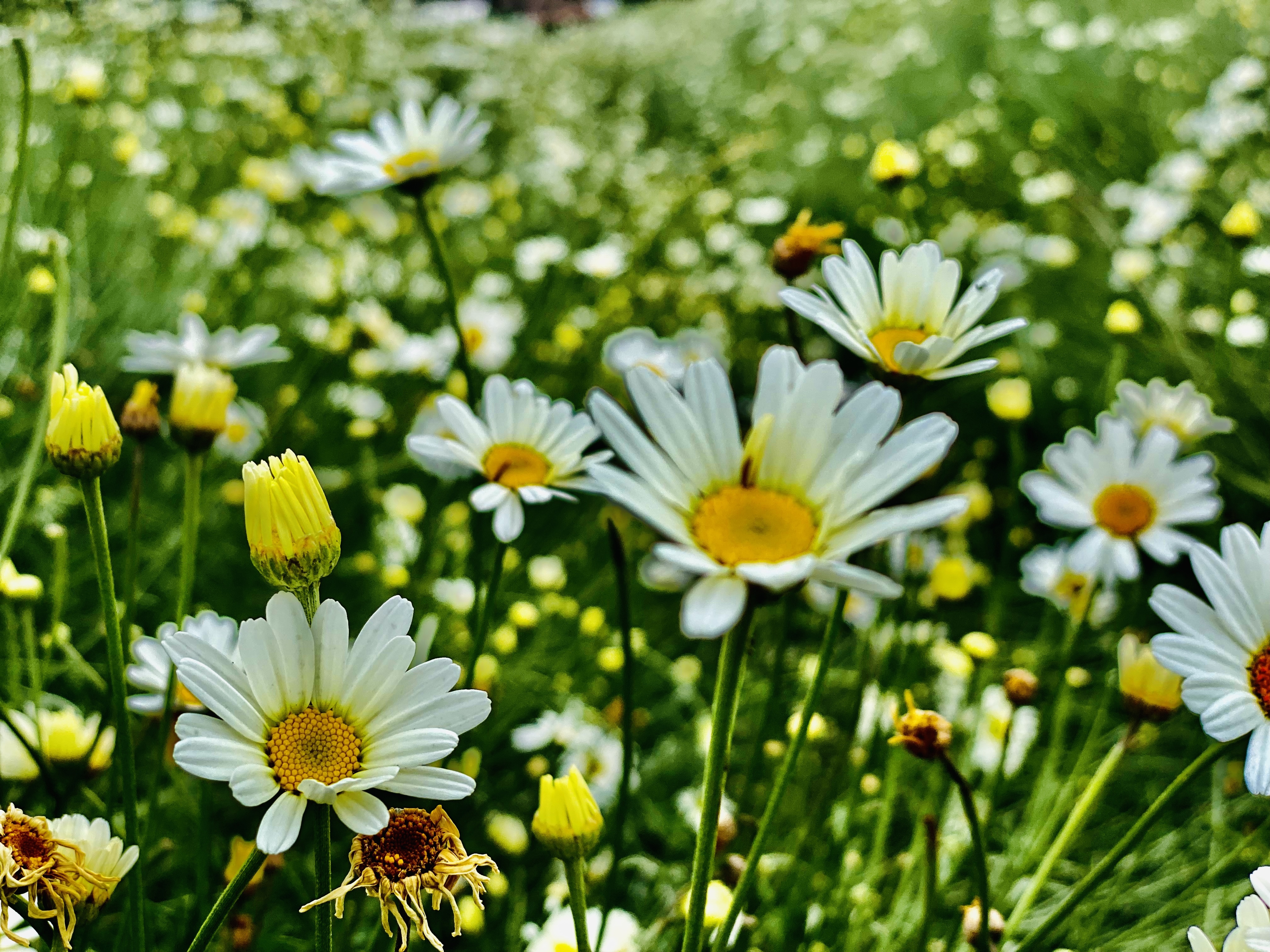 Gallery image for Hands Behind the Journey: The Human Face of Tourism in the Virunga Massif